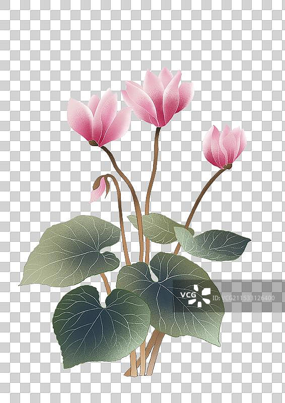 仙客来花朵国潮国风水彩插画图片素材