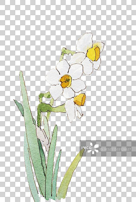 手绘水彩花卉水仙花图片素材