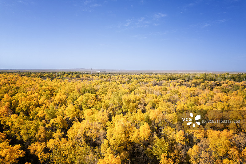 中国甘肃金塔水上胡杨林图片素材