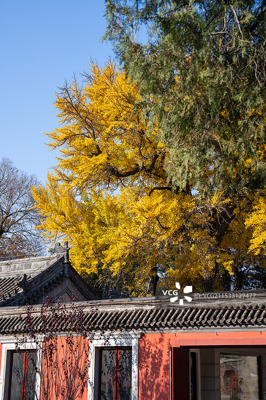 万寿寺银杏图片素材