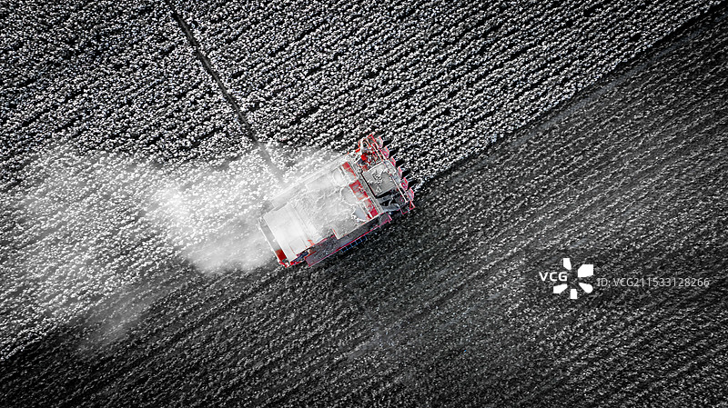 机采棉采棉花图片素材