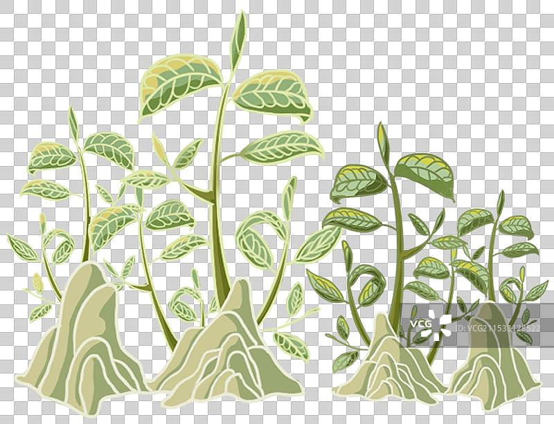 茶山茶树图片素材