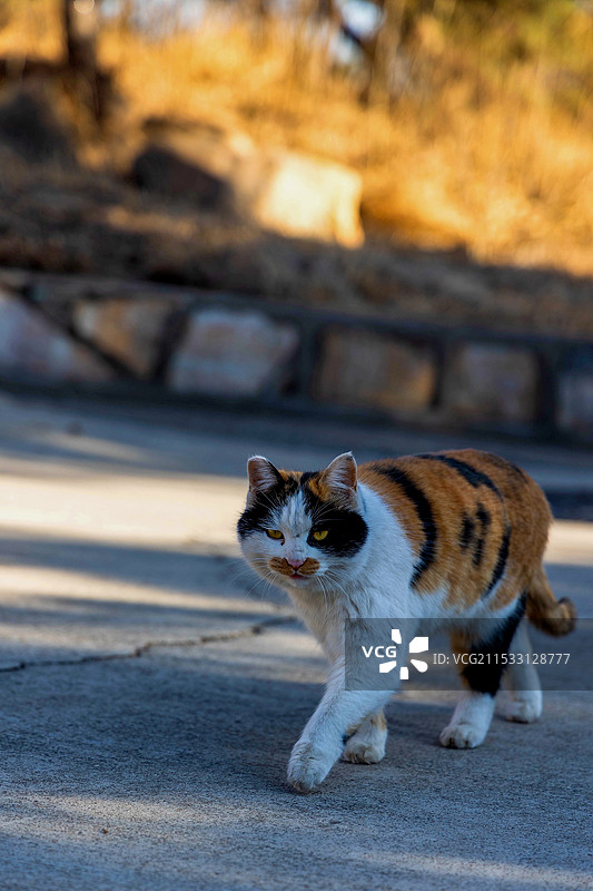 霸气的三花猫图片素材