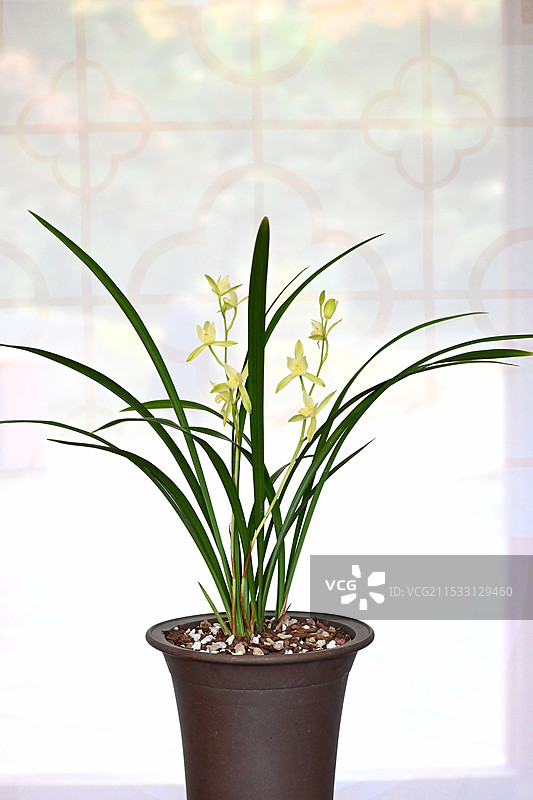 兰花北京中山公园兰花展植物。图片素材