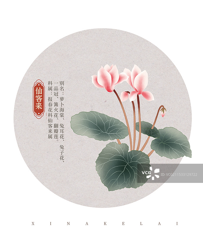 仙客来花朵国潮国风水彩插画图片素材