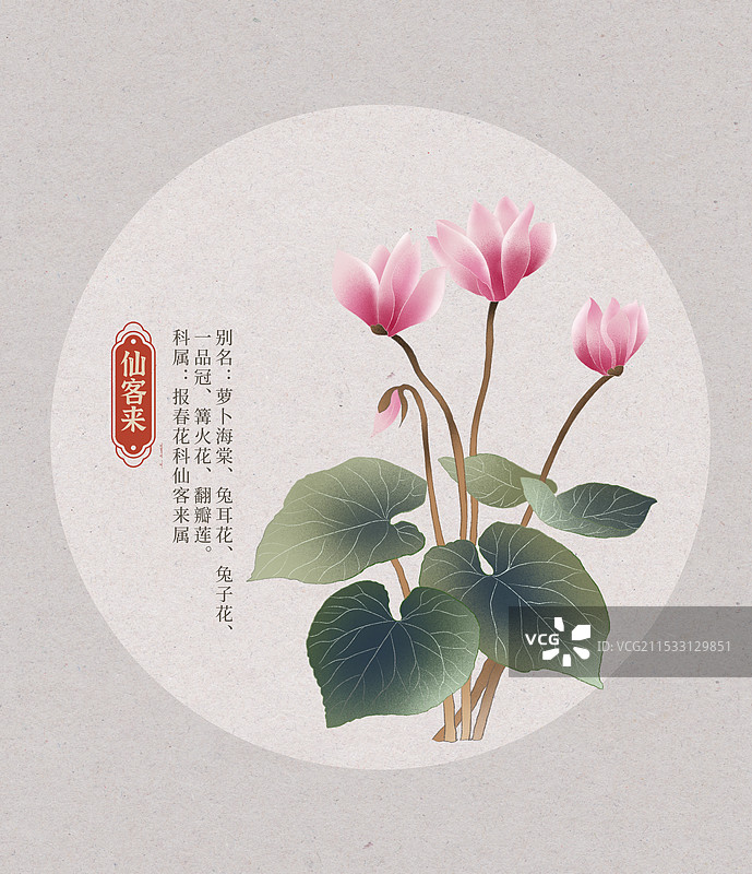 仙客来花朵国潮国风水彩插画图片素材