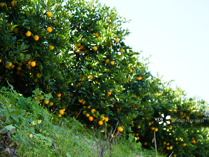云南新平哀牢山水塘镇蜈蚣山树上生长的冰糖橙特写镜头图片素材