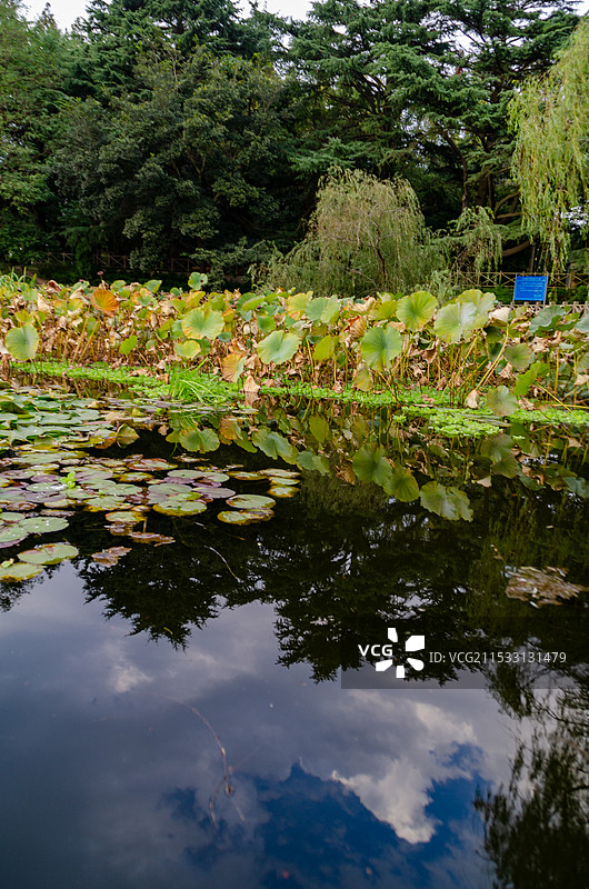 河边的树和水中天空的倒影图片素材