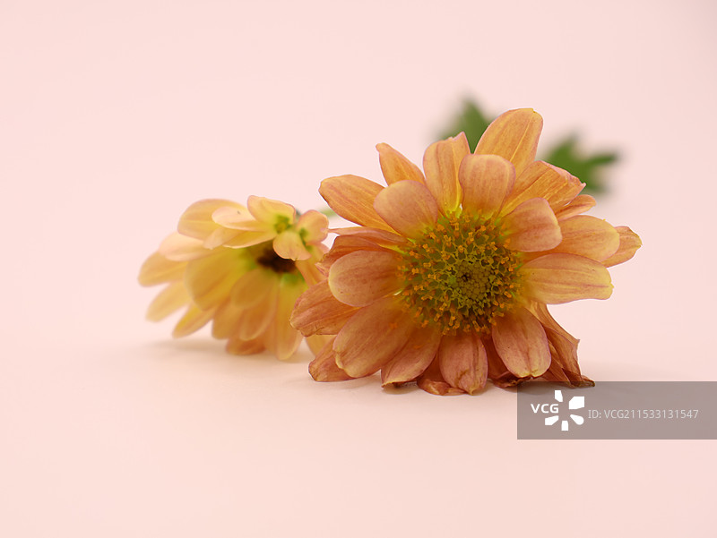 两朵小雏菊图片素材