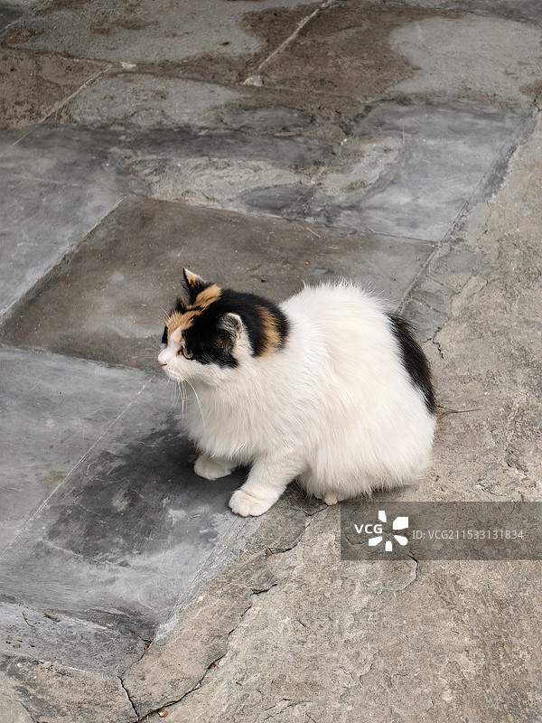 北海公园里的猫咪图片素材