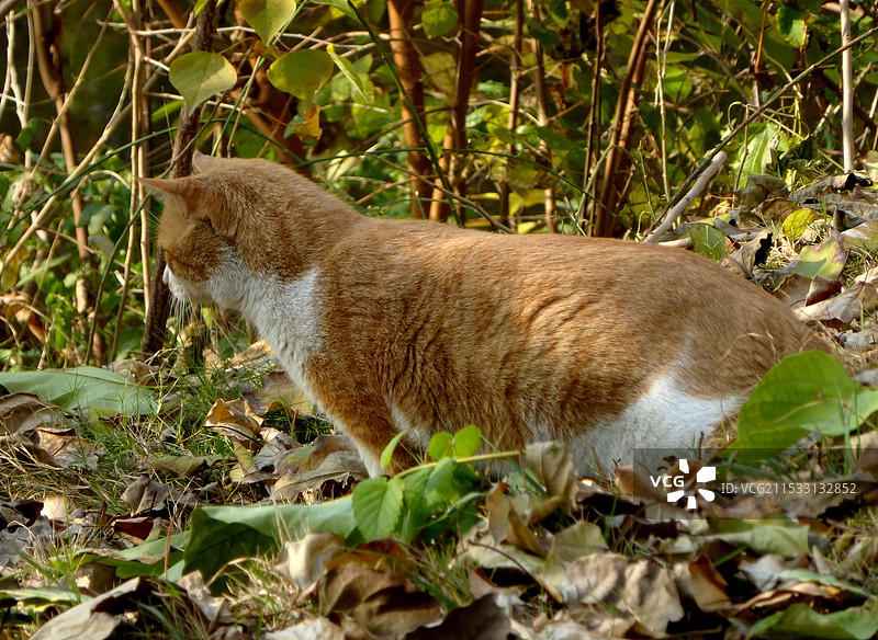 树丛中的花猫图片素材