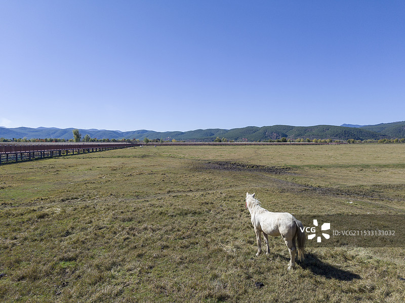 秋季的丽江拉市海湿地公园与白马图片素材