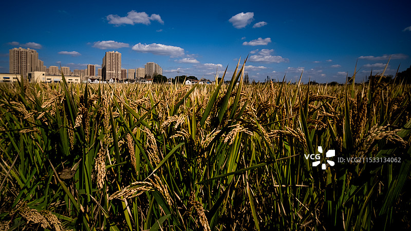 秋收季节1图片素材