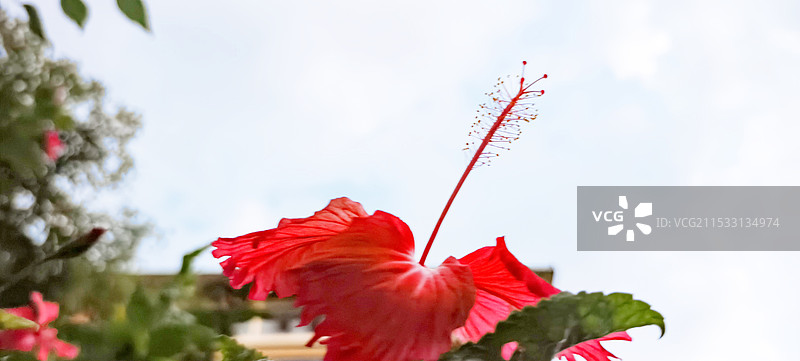 大自然的花图片素材