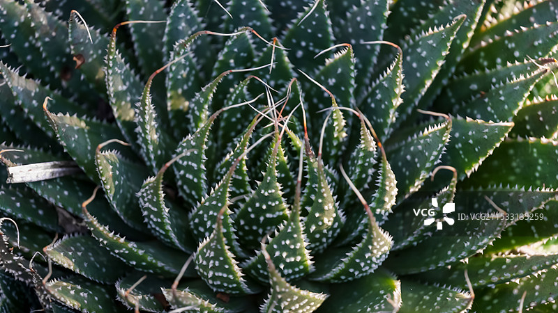芦荟、多肉植物图片素材