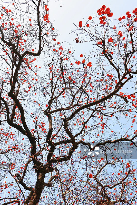 漫天红图片素材