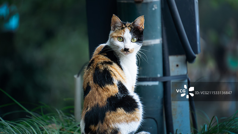 流浪三花猫特写镜头图片素材
