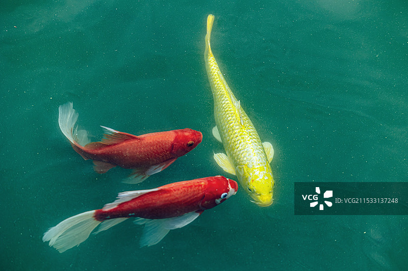 高视角俯拍池塘里的黄色红色的金鱼锦鲤图片素材