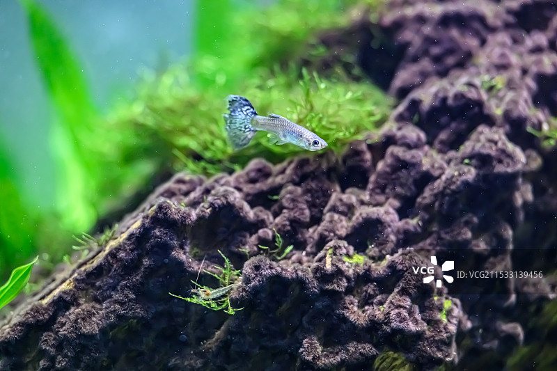 孔雀鱼图片素材