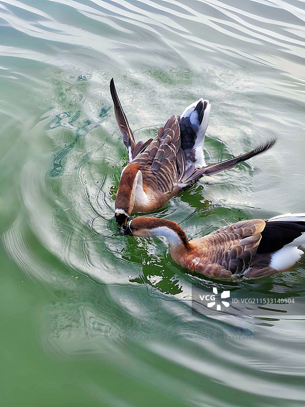 天鹅抢食图片素材