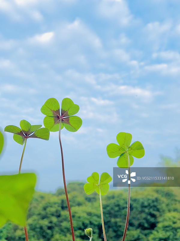 四叶草特写镜头图片素材