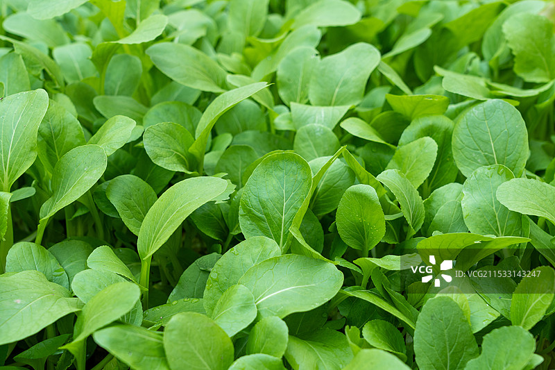 生长的绿色小青菜蔬菜图片素材