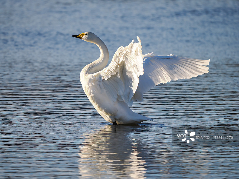 飞翔的天鹅图片素材