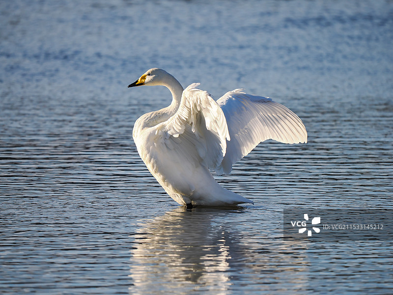 飞翔的天鹅图片素材