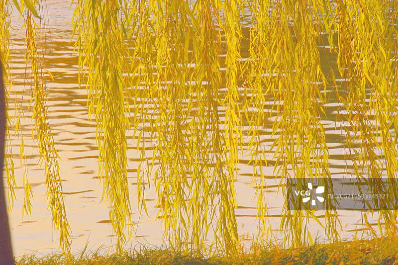 秋天的帘子——变黄的柳条们图片素材