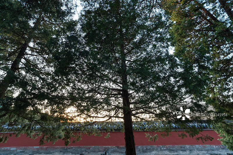 天坛 外坛墙 古柏图片素材