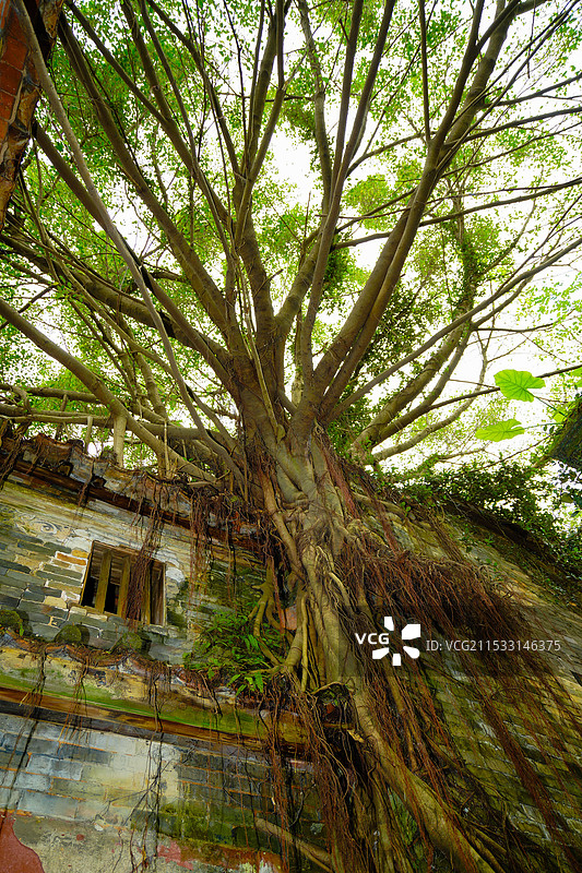 中国广东省东莞市谢岗镇，谢岗村，八卦吉村，东莞版“吴哥窟”图片素材