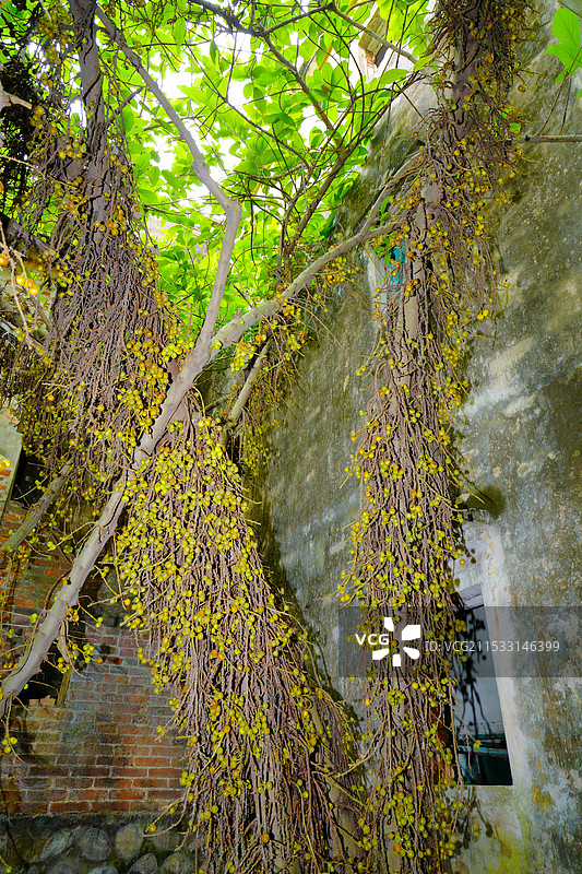 中国广东省东莞市谢岗镇，谢岗村，八卦吉村，东莞版“吴哥窟”图片素材