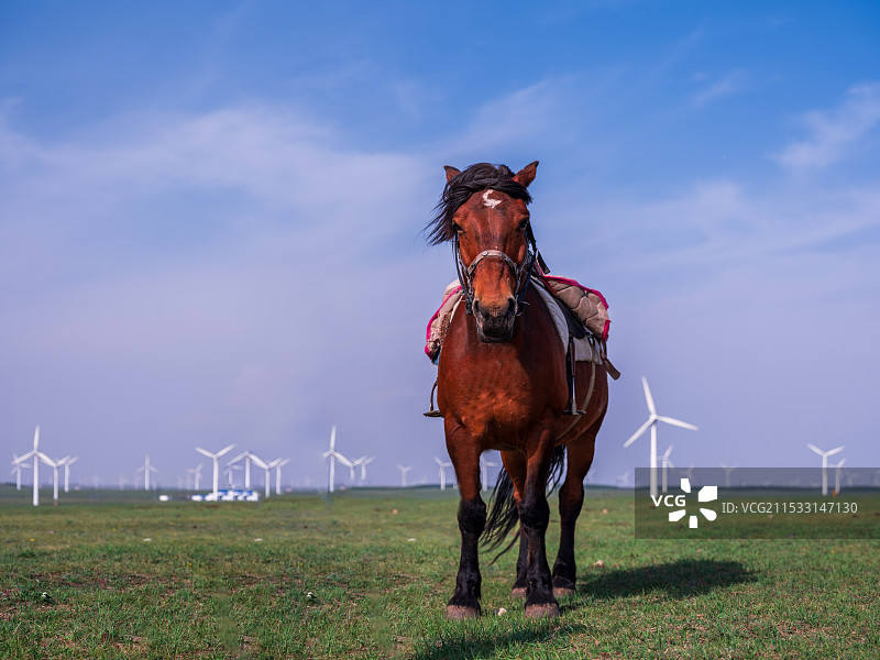 草原上的一匹马。蒙古马。图片素材