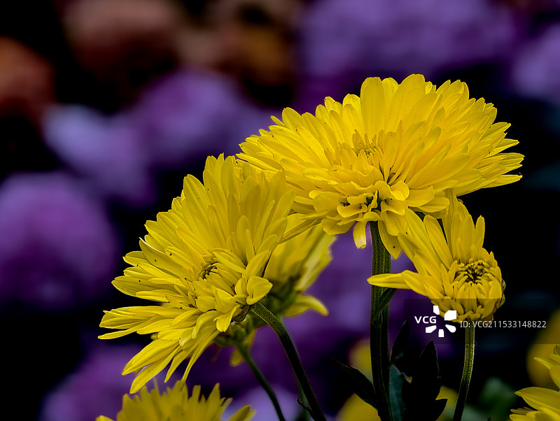 菊花的特写镜头图片素材