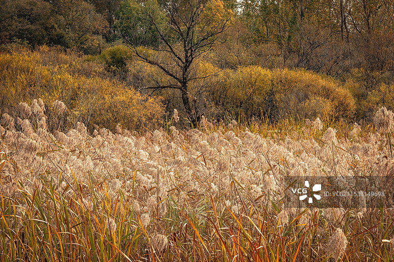 秋末哈尔滨太阳岛的芦苇丛图片素材