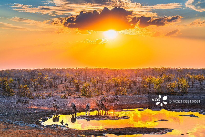 非洲纳米比亚埃托沙自然保护区，日落时分斑马在水塘边饮水图片素材