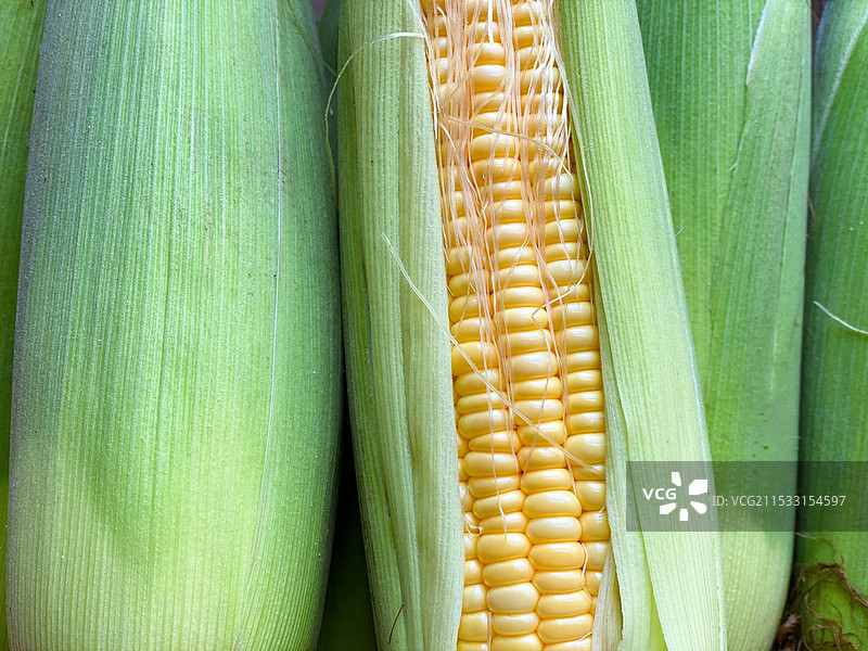 新鲜的刚采摘的玉米图片素材