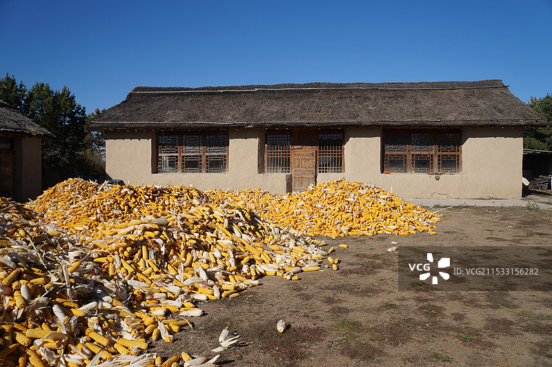 秋天丰收的景象-茅草屋前晾晒的金黄玉米 齐齐哈尔哈拉新村图片素材