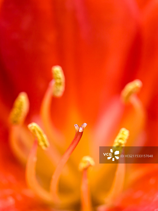 被雄蕊环绕的君子兰雌蕊图片素材