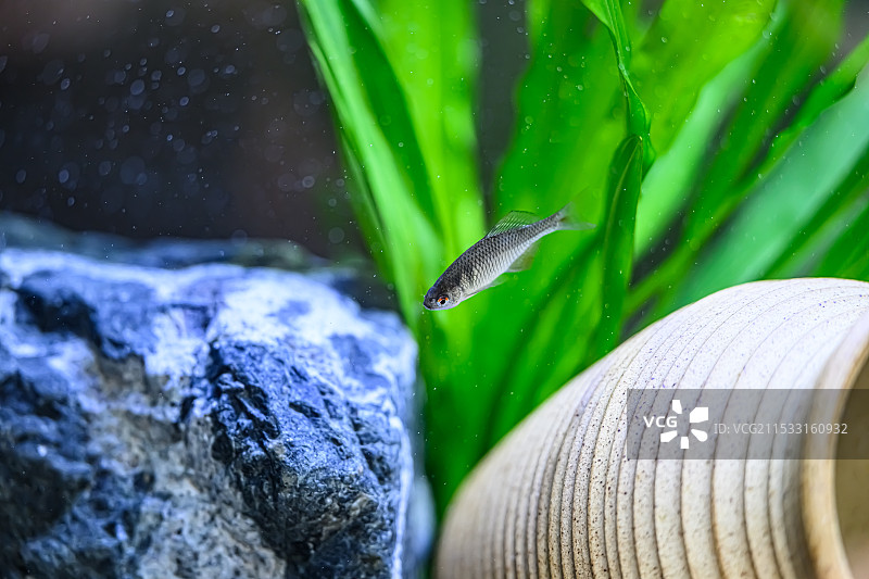 高体鳑鲏图片素材