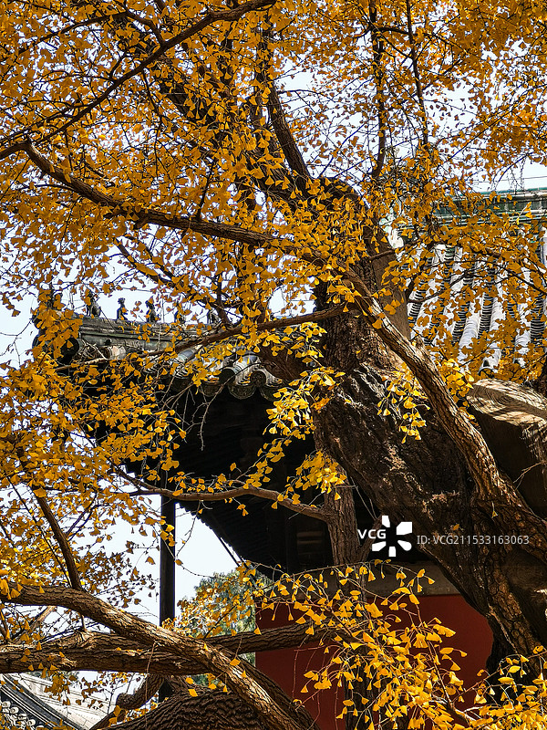 古刹新冬: 北京大觉寺始建于辽代，千年银杏树枝繁叶华。图片素材