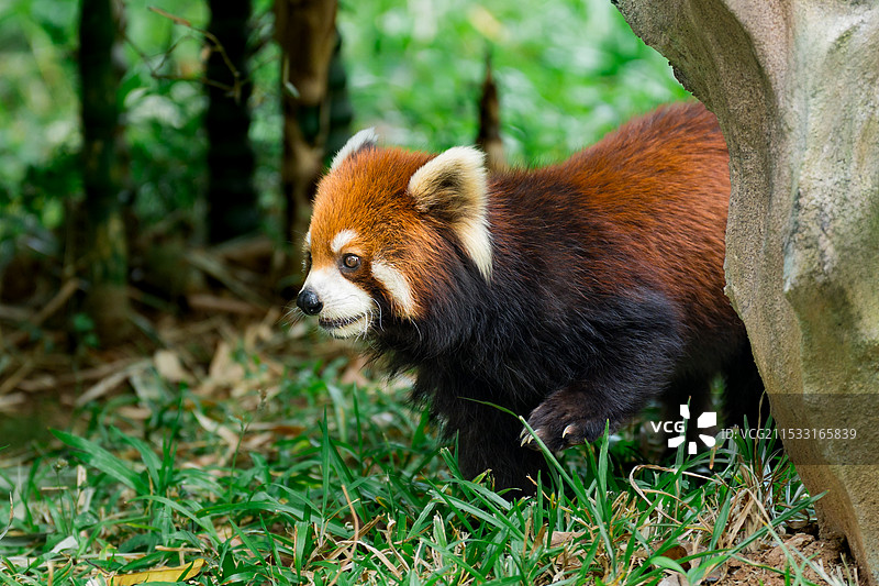 广州动物园可爱小熊猫特写图片素材