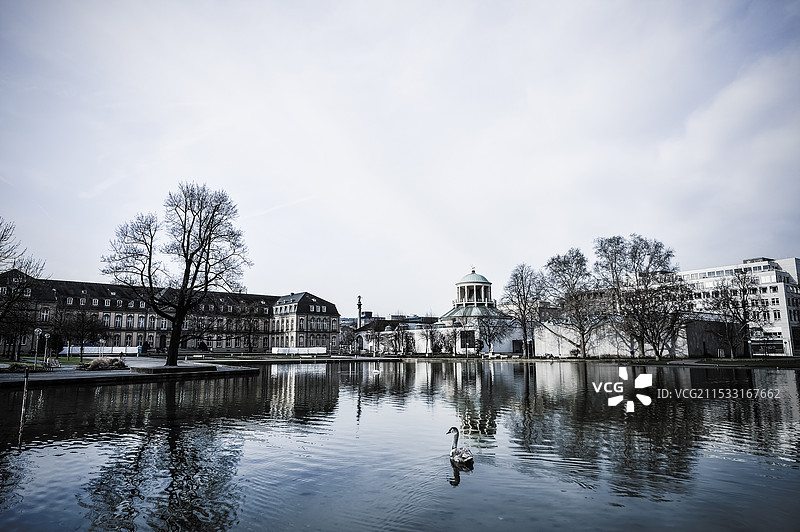 白天鹅在湖面畅游图片素材