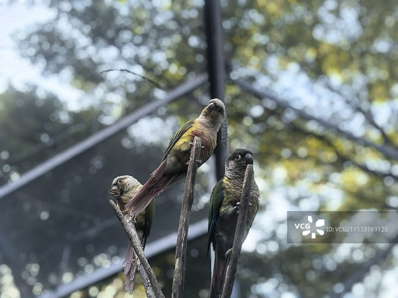 在红山动物园打鸟图片素材
