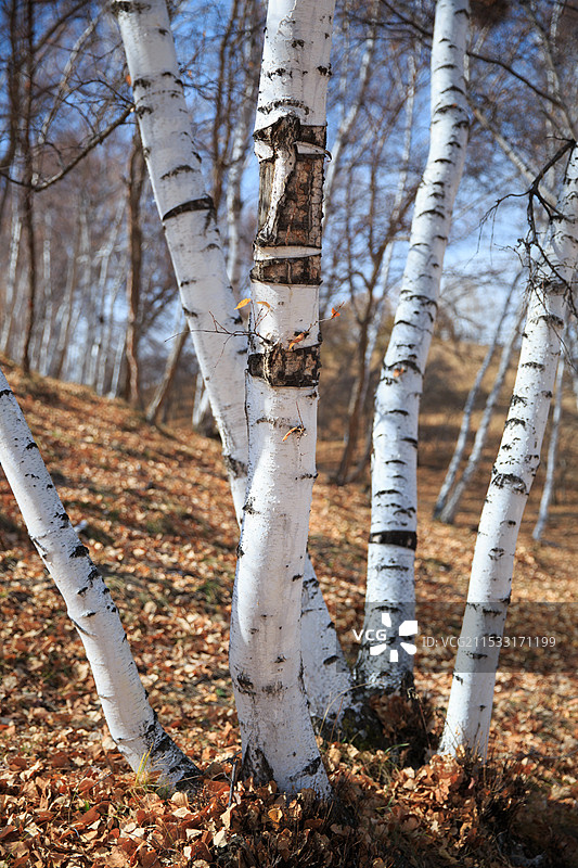 内蒙坝上秋季山坡上的桦树林图片素材