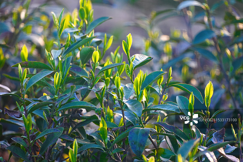 夕阳下的绿茶图片素材