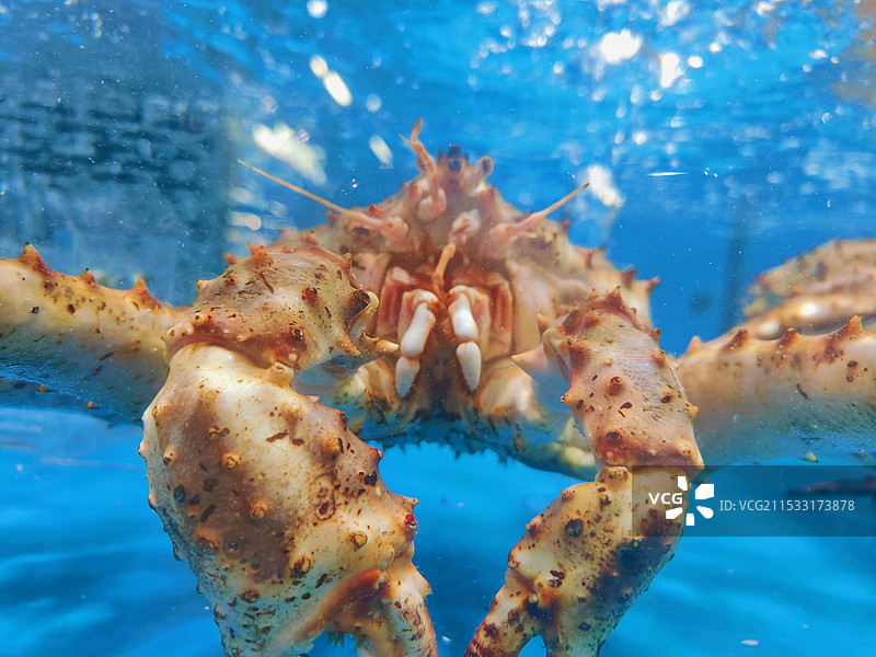 在水中的帝王蟹图片素材