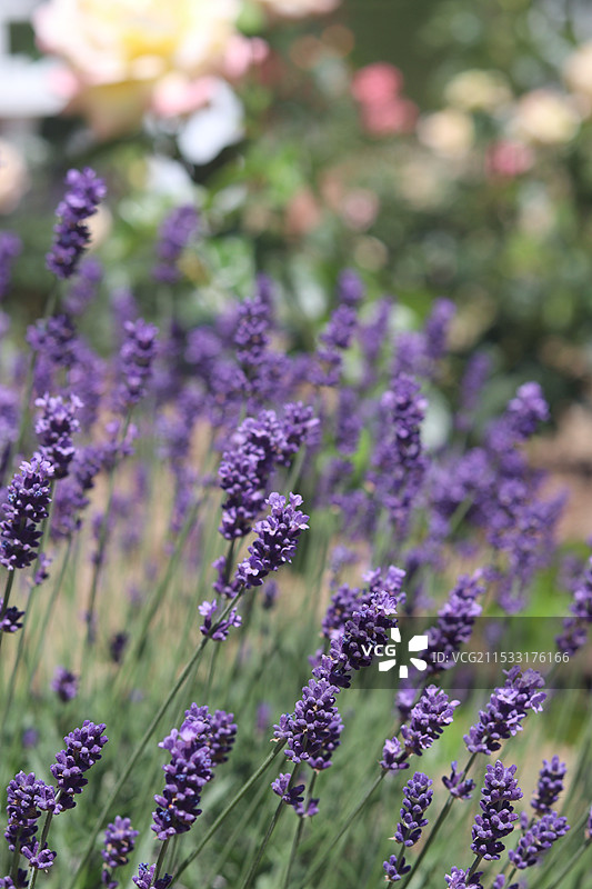 澳大利亚堪培拉新国会图片素材