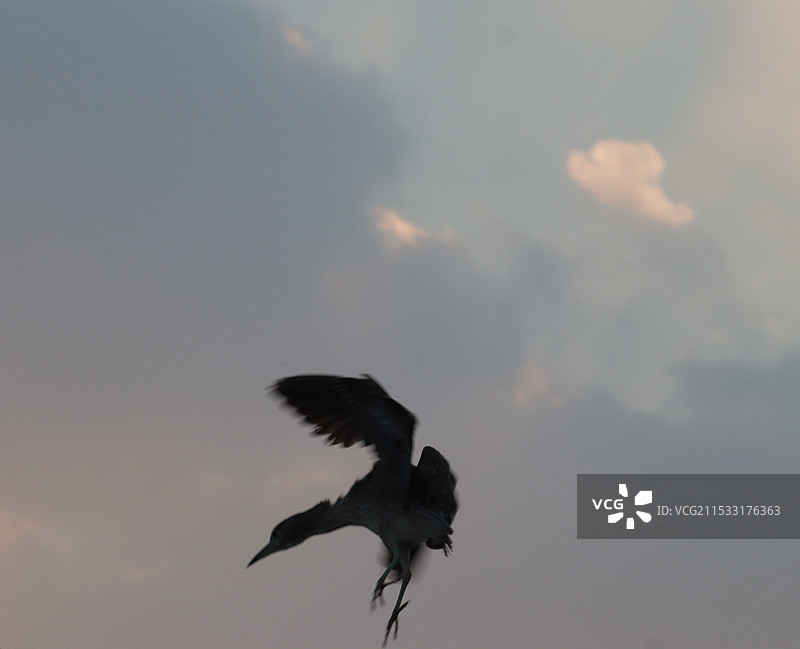 晚霞中的夜鹭图片素材
