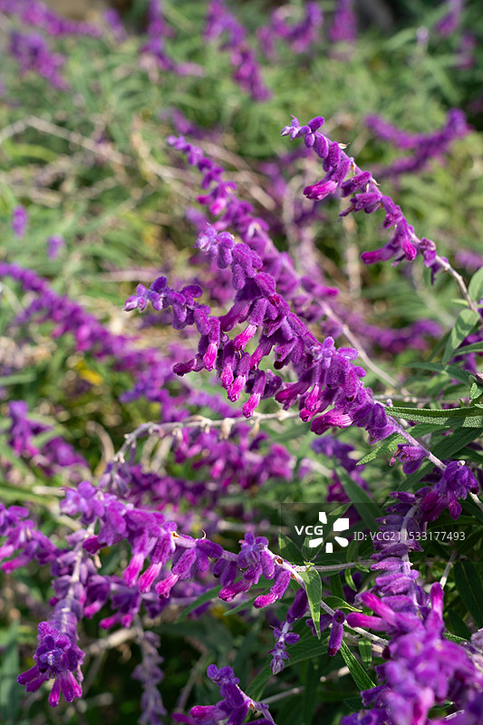 鼠尾草花丛特写图片素材